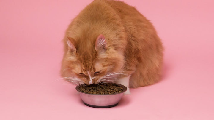 Gato atigrado naranja comiendo de un cuenco negro
