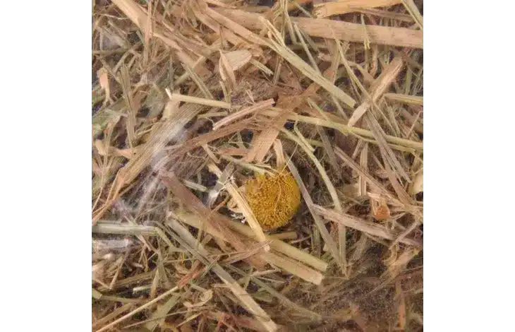 Mountain hay with chamomile for small animals – image 2