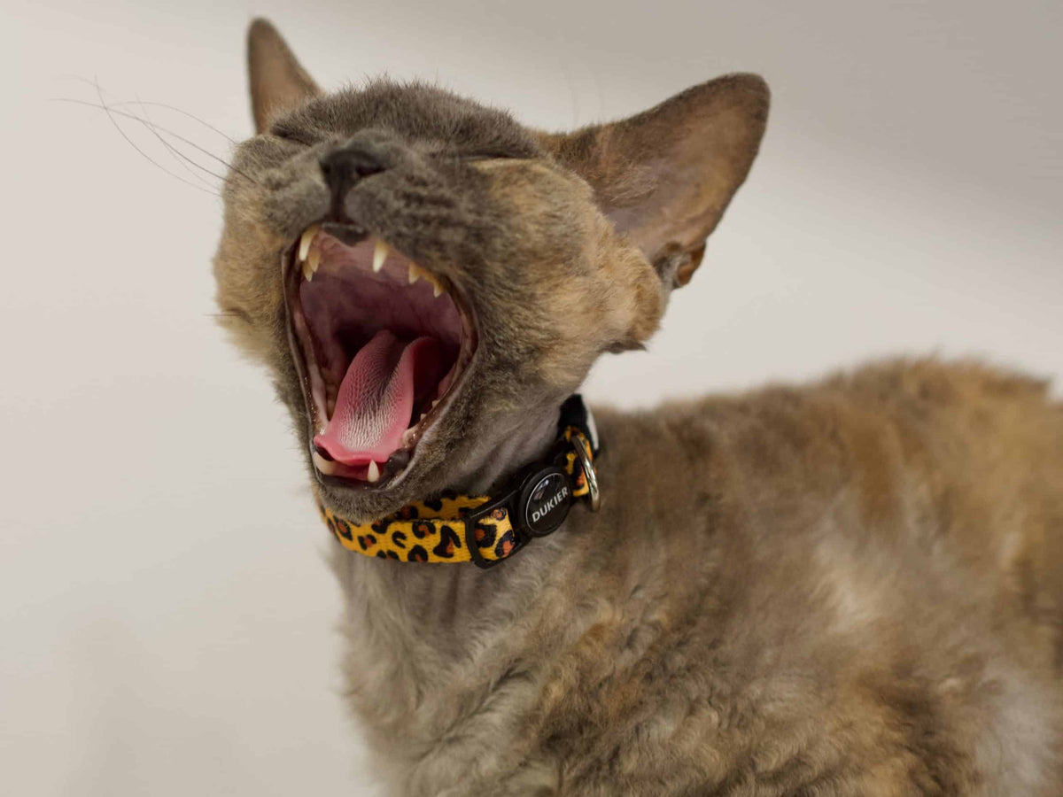Dukier animal print cat collar – image 2