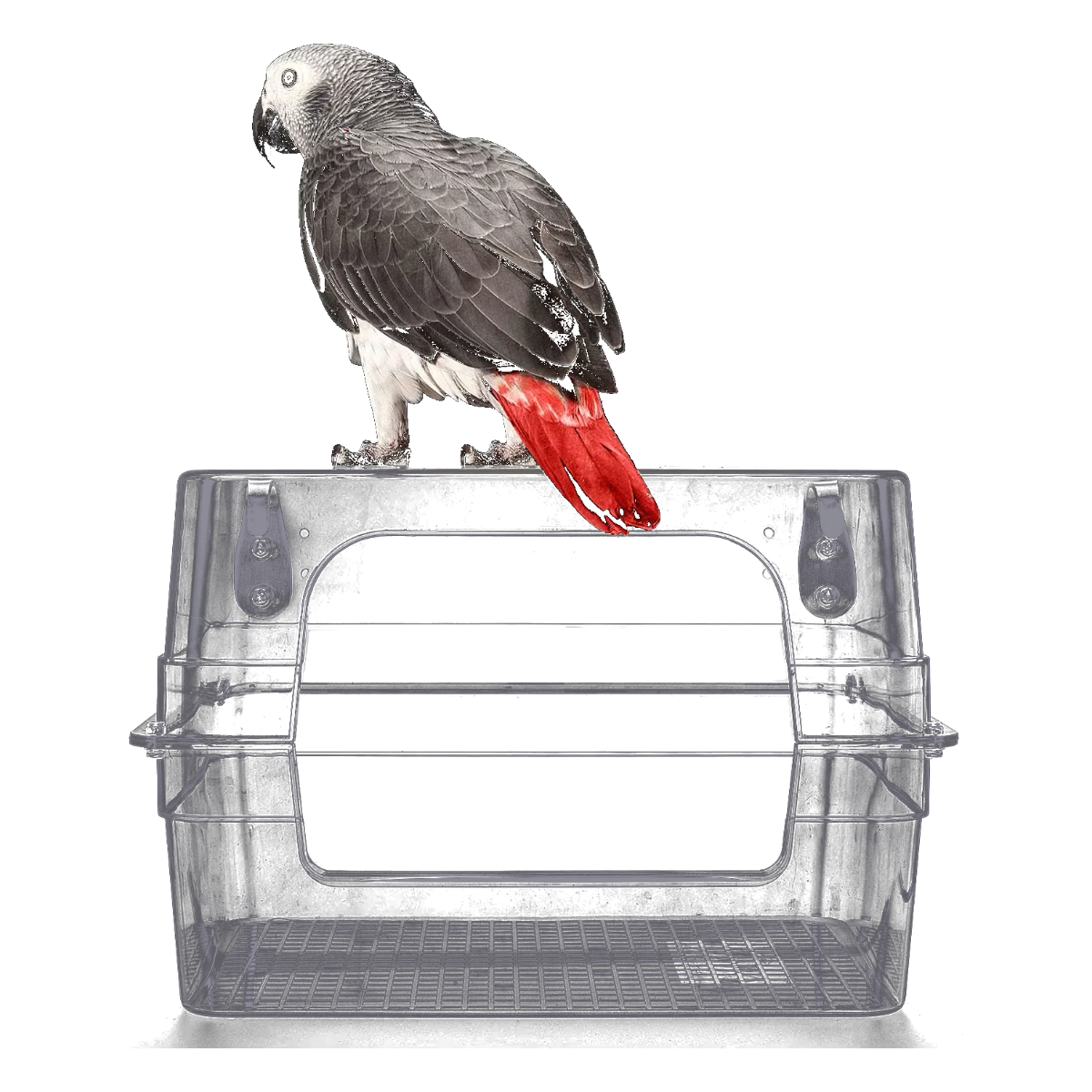 Large clear bird bath for cage with perched parrot