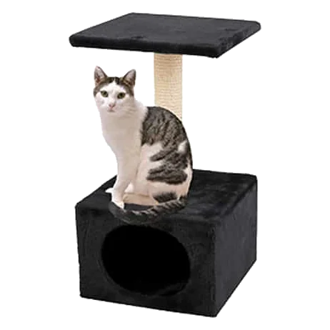 Black cat scratching post