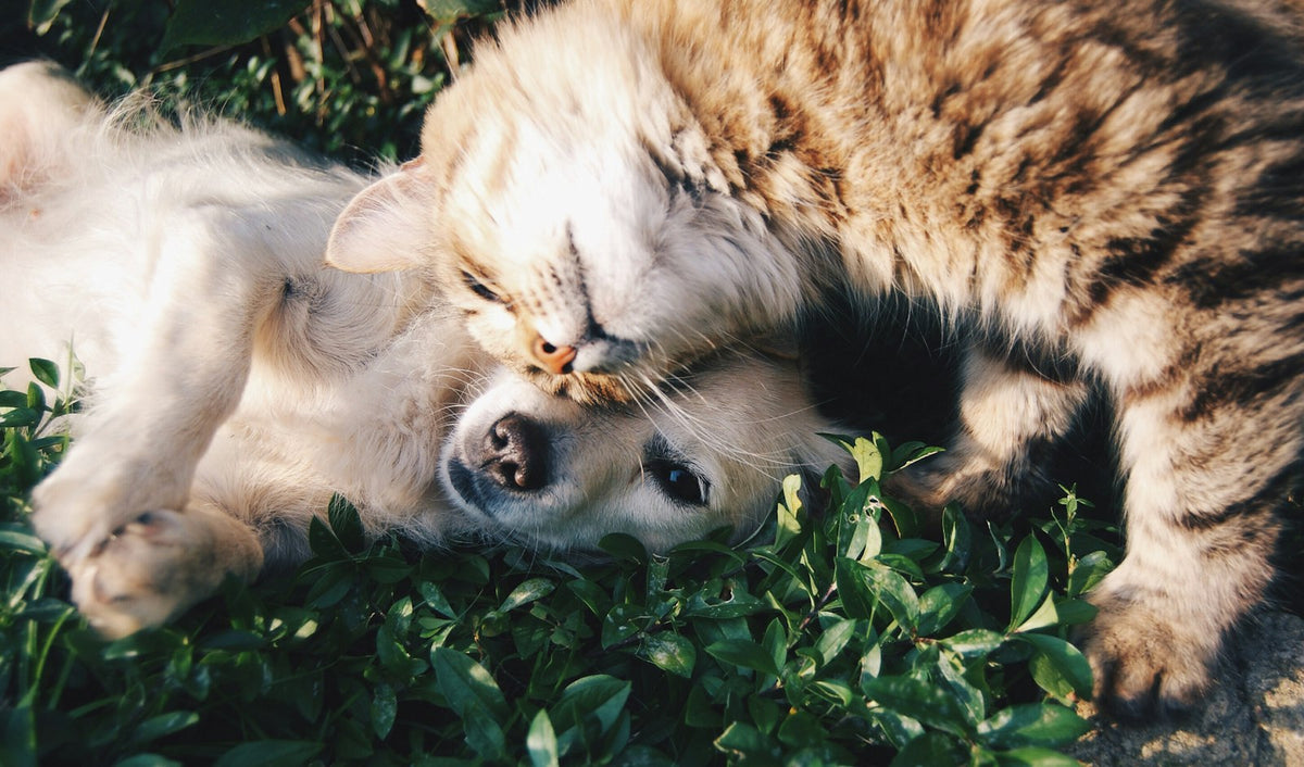 Perro blanco y gato gris abrazados sobre la hierba