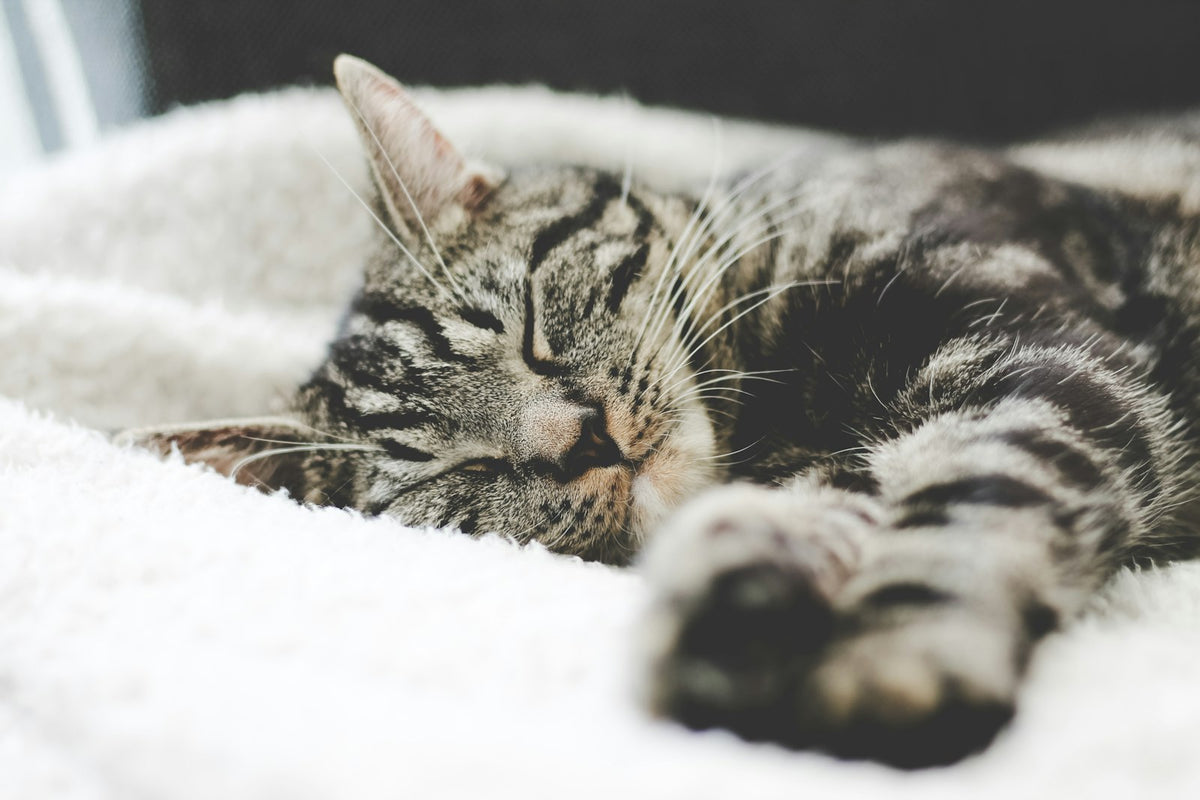 Gato atigrado gris descansando sobre una manta blanca