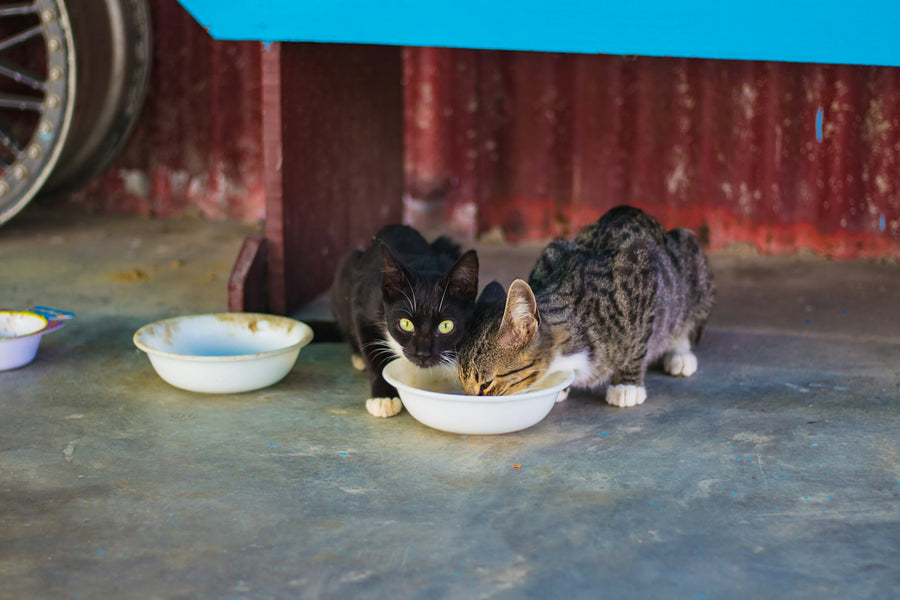 Dos gatos comiendo de un cuenco blanco en casa