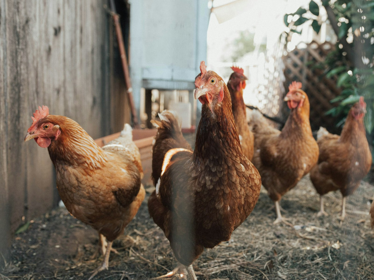 Gallinas en un corral junto a una valla
