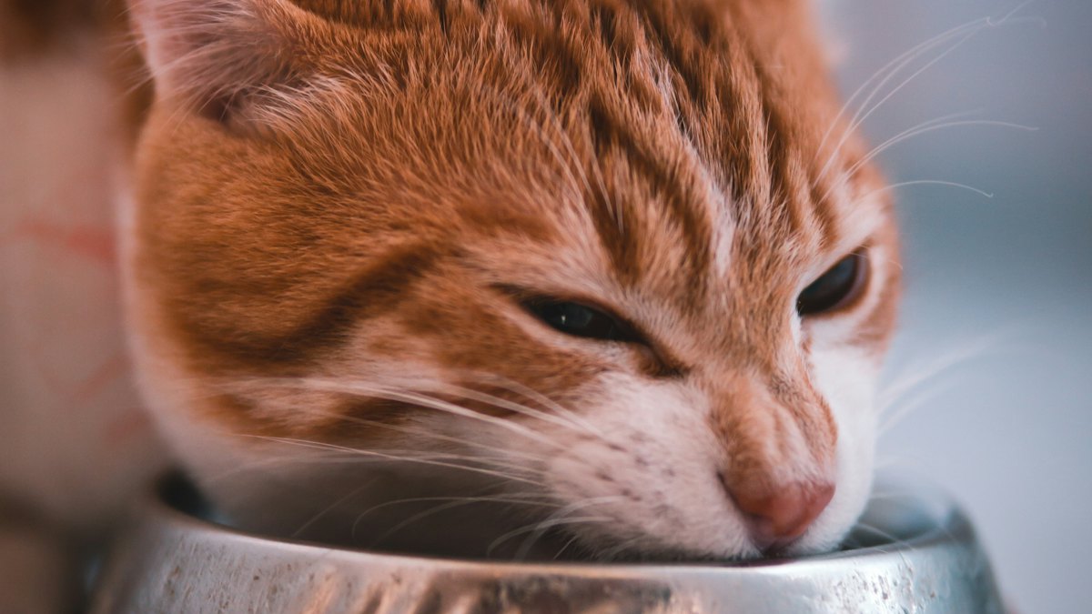 Gato comiendo en su cuenco