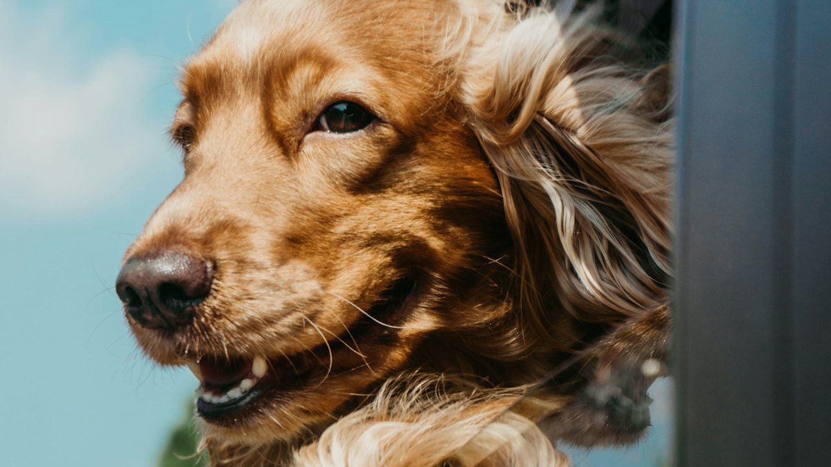 Cocker spaniel asomado a la ventanilla del coche