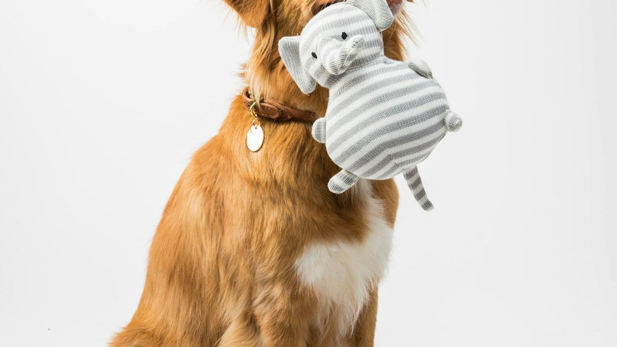 Perro con un peluche de elefante en la boca