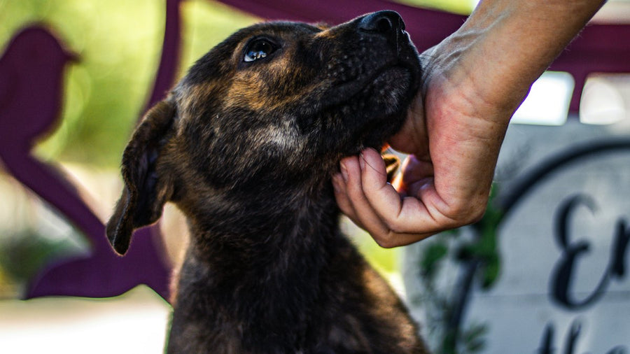 Persona sosteniendo un perro en brazos