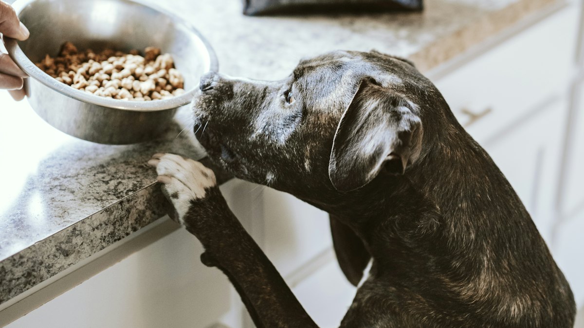 Perro blanco y negro comiendo de su cuenco