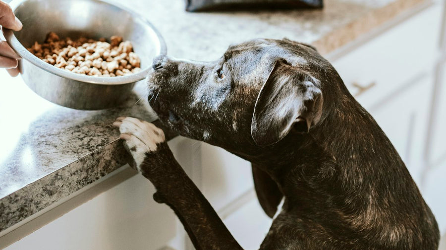 Perro blanco y negro comiendo de su cuenco
