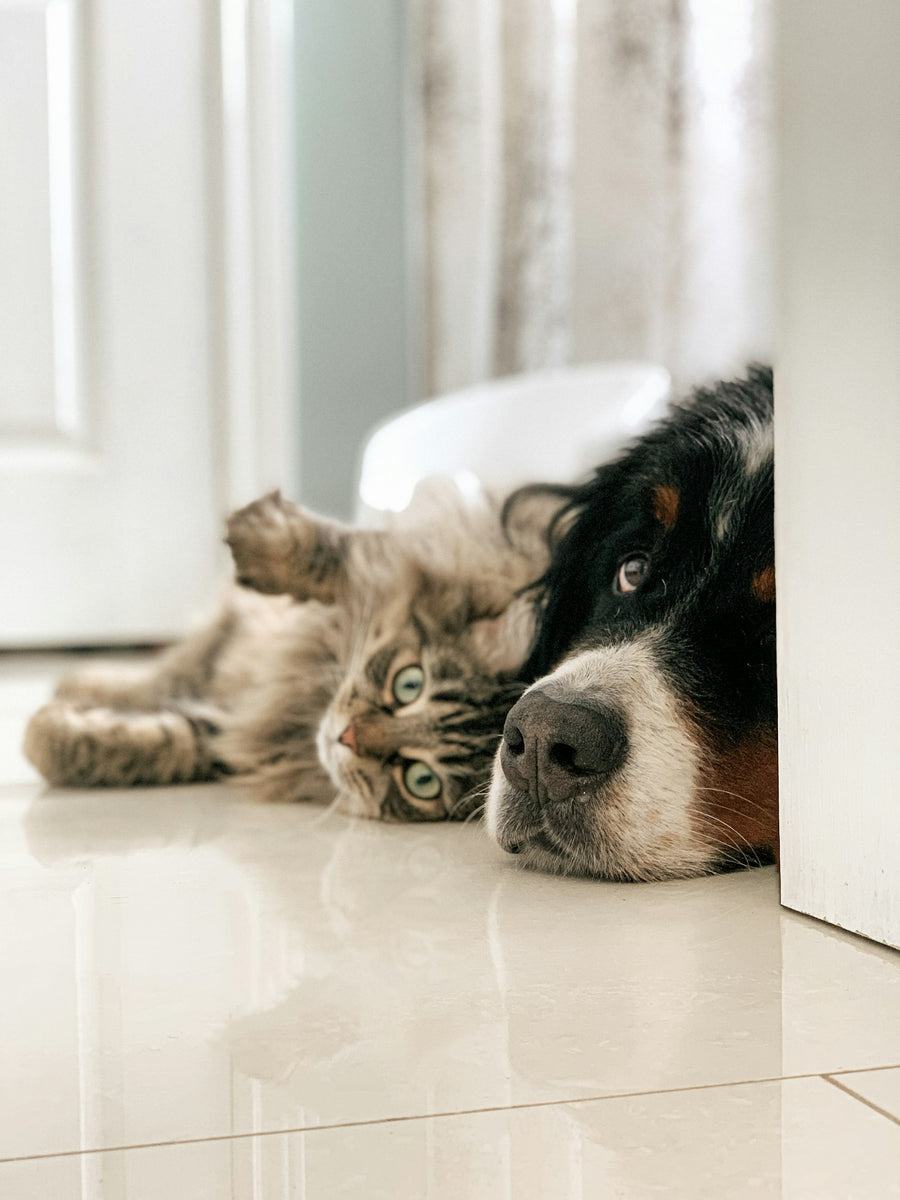 Gato atigrado y perro boyero de Berna tumbados juntos en el suelo de casa