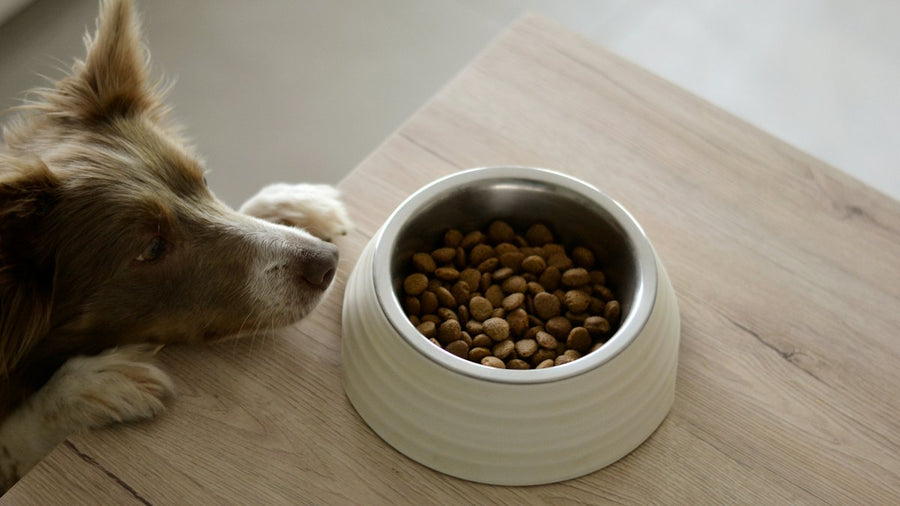 Perro marrón y blanco comiendo pienso