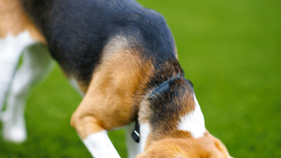 Beagle olfateando la hierba