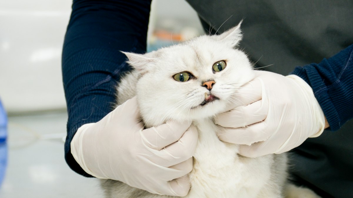 Gato blanco durante una revisión veterinaria
