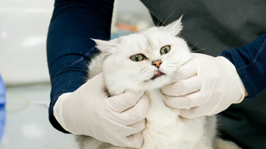 Gato blanco durante una revisión veterinaria