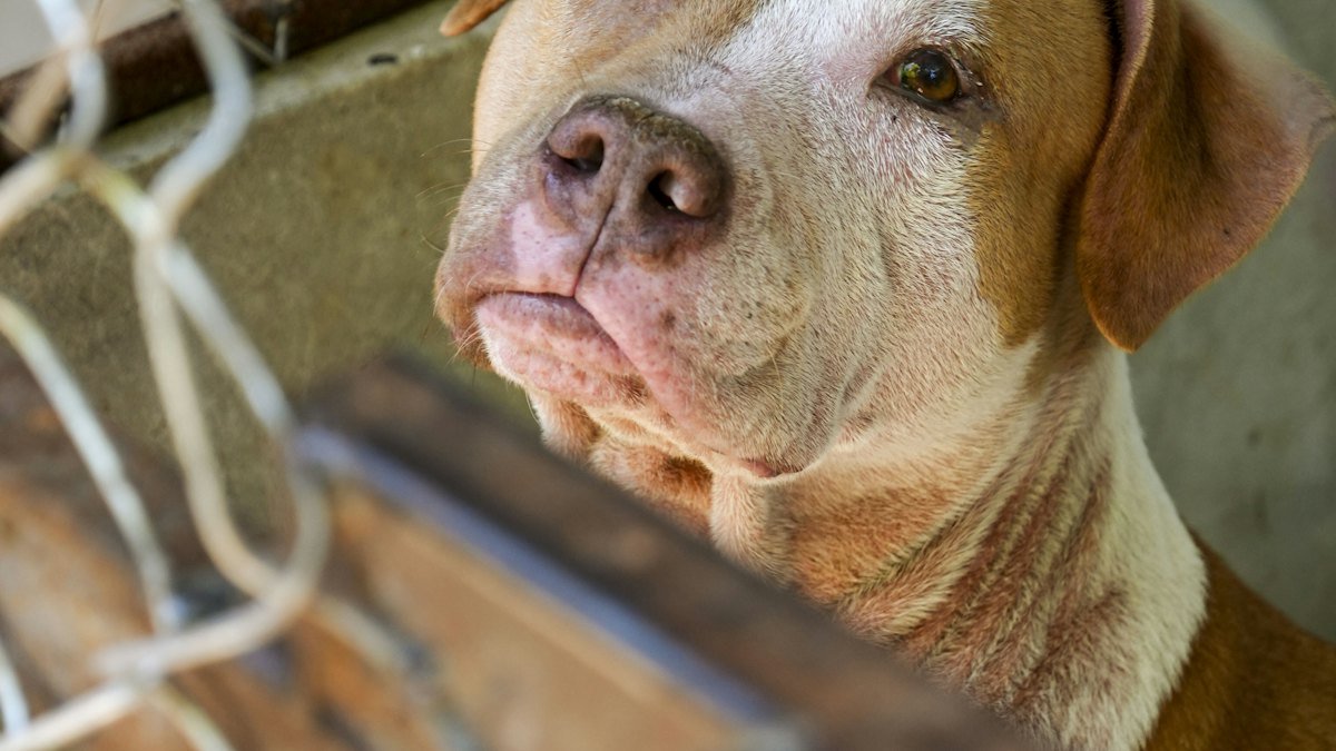 Perro mirando a través de una valla