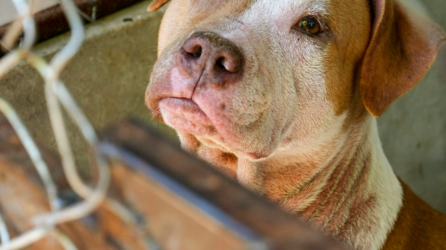 Perro mirando a través de una valla