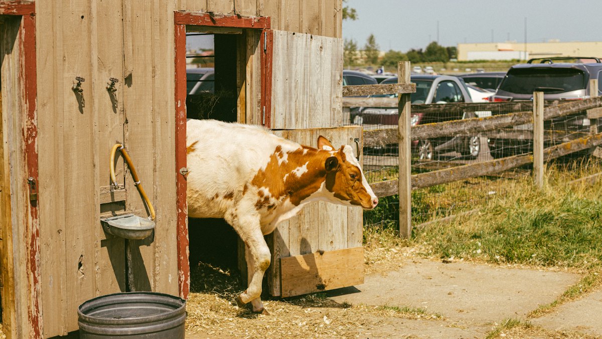 Vaca saliendo de un establo de madera