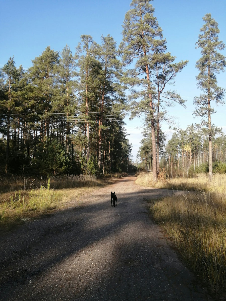 Perro caminando por un camino de tierra en un bosque