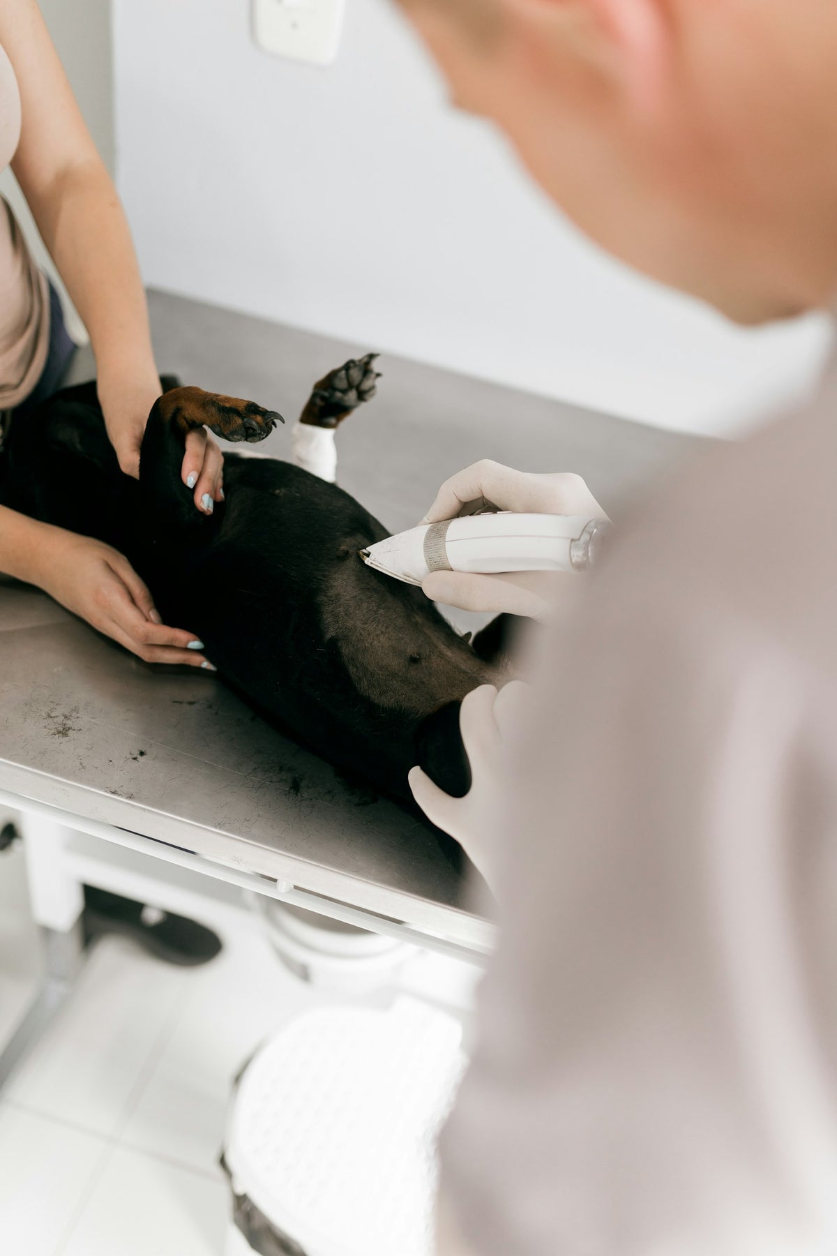 Veterinaria explorando a un perro sobre la mesa de la consulta