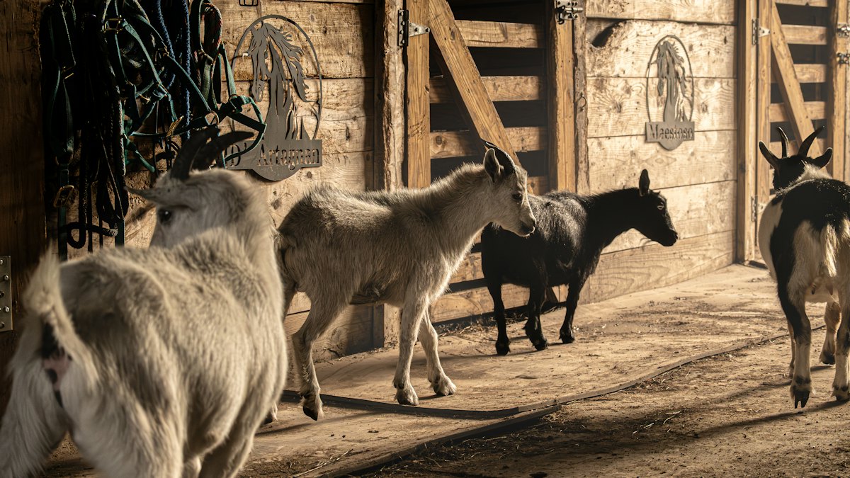 Cabras dentro de un establo de madera
