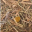 Mountain hay with chamomile for small animals – image 2
