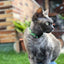 Dukier Nigiri cat collar – image 2