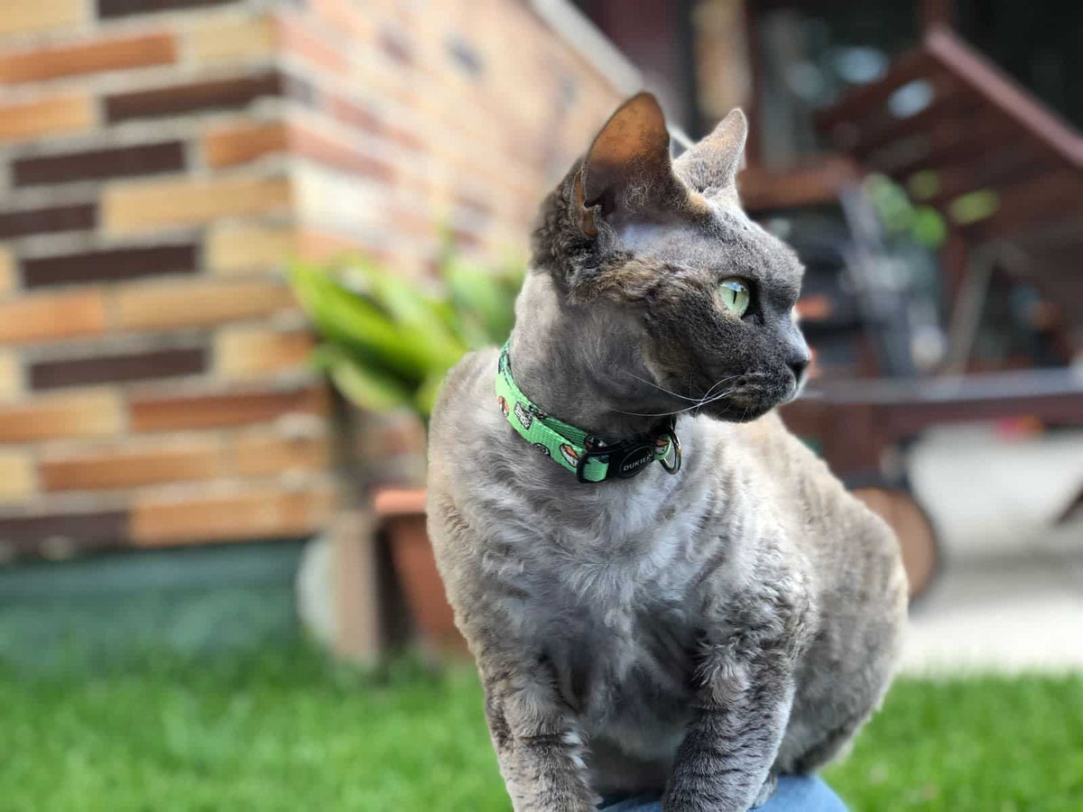 Dukier Nigiri cat collar – image 2