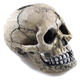 Skull aquarium ornament