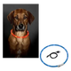 USB rechargeable LED dog collar, one size, 70 cm
