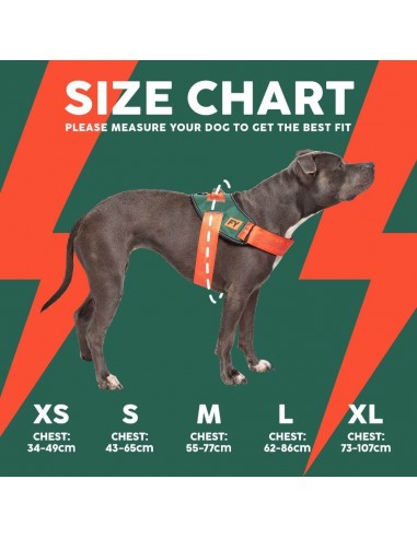 FuzzYard Flash Patriot Reflective Dog Harness