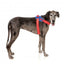 FuzzYard Flash Patriot Reflective Dog Harness