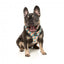 FuzzYard Carioca Breathable Step-In Dog Harness