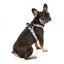 FuzzYard Carioca Breathable Step-In Dog Harness