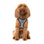 FuzzYard Fitzroy Step-In Dog Harness, Breathable and Reflective