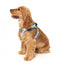 FuzzYard Fresh Zest Step-In Dog Harness, Breathable and Reflective