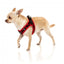 FuzzYard Heartbreaker Step-In Dog Harness, Breathable and Reflective