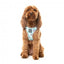 FuzzYard Mint Fizz step-in dog harness with reflective strips