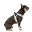 FuzzYard Mint Fizz step-in dog harness with reflective strips