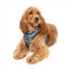 FuzzYard Thornbury Aegean Blue step-in dog harness with reflective strips