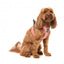 FuzzYard Thornbury Brick Red step-in dog harness with reflective strips