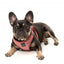 FuzzYard Thornbury Brick Red step-in dog harness with reflective strips