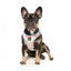 FuzzYard Yazd step-in dog harness with reflective strips