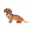 Breathable Lycra dog harness FuzzYard The Hive