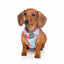Breathable Lycra dog harness FuzzYard The Hive