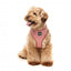 Breathable Lycra dog harness FuzzYard Thornbury Brick Red