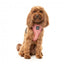 Breathable Lycra dog harness FuzzYard Thornbury Brick Red