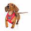 Breathable Lycra dog harness FuzzYard Yeezy El Fuego, size XL