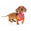Breathable Lycra dog harness FuzzYard Yeezy El Fuego, size XL